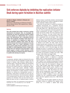 SirA enforces diploidy by inhibiting the replication