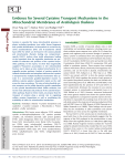 Evidence for Several Cysteine Transport Mechanisms in the