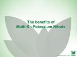 The benefits of Multi-K - Potassium Nitrate - Haifa