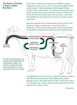 The Role of Protein in Dairy Cattle Nutrition