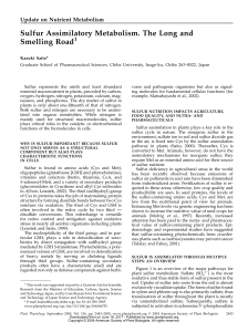 Sulfur Assimilatory Metabolism. The Long and