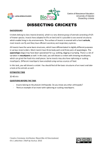 DISSECTING CRICKETS