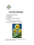 Farm day teacher Sunflowers