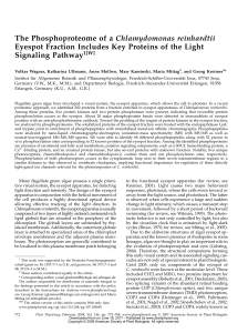 The Phosphoproteome of a Chlamydomonas reinhardtii Eyespot