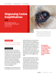 Diagnosing Canine Exophthalmos
