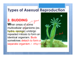 Types of Asexual Reproduction