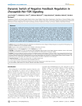 Dynamic Switch of Negative Feedback Regulation in Drosophila Akt