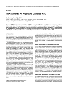 RNAi in Plants: An Argonaute-Centered View