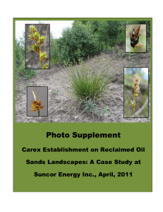 Carex Establishment on Reclaimed Oil Sands Landscapes