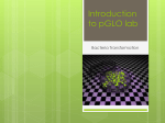 Introduction to pGLO lab