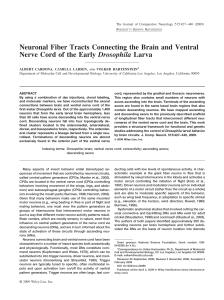 Neuronal fiber tracts connecting the brain and ventral nerve cord of