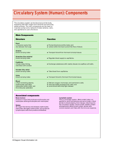 Circulatory System (Human): Components