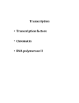 Transcription • Transcription factors • Chromatin • RNA polymerase II