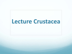 Lecture Crustacea