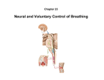 Neural and Voluntary Control of Breathing