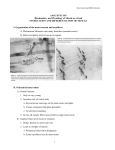 16. Innervation and differentiation