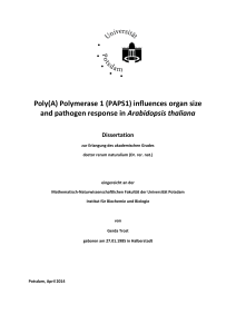 Poly(A) Polymerase I (PAPS1) influences organ size