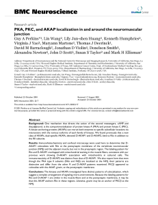 PKA, PKC, and AKAP localization in and around the neuromuscular