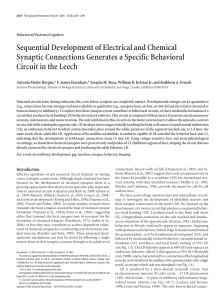 Sequential Development of Electrical and Chemical Synaptic