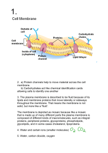 2. a) Protein channels help to move material across the cell