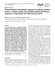 Characterization and genetic analysis of a lettuce (Lactuca sativa L
