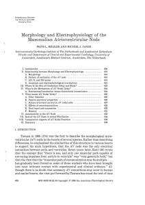 Morphology and Electrophysiology of the Mammalian A trioven