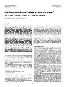 Cells Born in Adult Canary Forebrain are Local Interneurons`