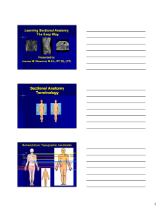 Sectional Anatomy Terminology