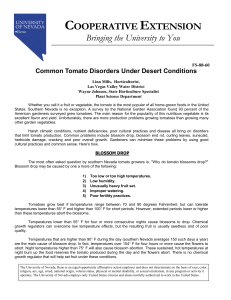 Common Tomato Disorders under Desert Conditions