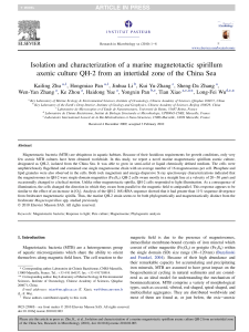 Isolation and characterization of a marine magnetotactic spirillum