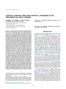 Cortical surface area and cortical thickness in the precuneus