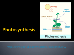 LS Photosynthesis, Repiration, and Transpiration PP