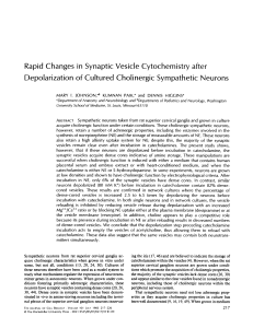 Rapid Changes in Synaptic Vesicle Cytochemistry
