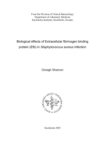 Biological effects of Extracellular fibrinogen binding protein (Efb) in