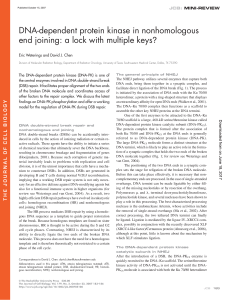 DNA-dependent protein kinase in nonhomologous end joining: a