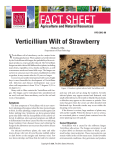 Verticillium Wilt of Strawberry. HYG-3012-08 - OARDC