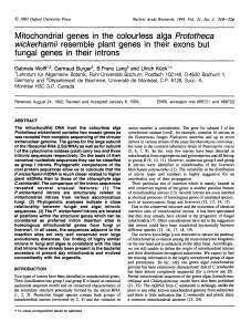 Mitochondrial genes in the colourless alga Prototheca wickerhamii