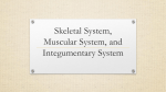 Skeletal System, Muscular System, and Integumentary System