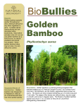 Golden Bamboo - Natural Biodiversity