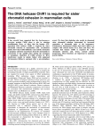 The DNA helicase ChlR1 is required for sister chromatid cohesion in