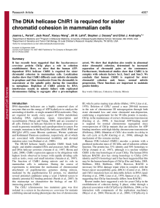 The DNA helicase ChlR1 is required for sister chromatid cohesion in