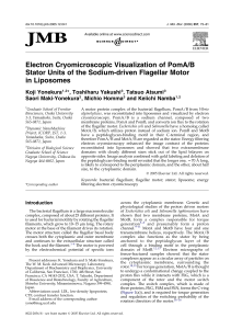 Electron Cryomicroscopic Visualization of PomA/B