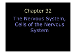 Chapter 32 The Nervous System, Cells of the Nervous System