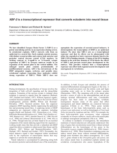 XBF-2 is a transcriptional repressor that converts ectoderm into