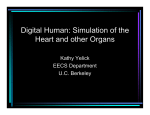 Digital Human: Simulation of the Heart and other Organs