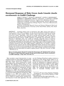 Hormonal response of male green anole lizards