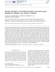 Sexual selection on forelimb muscles of western grey kangaroos