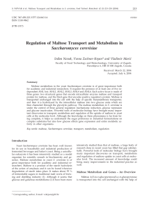 Regulation of Maltose Transport and Metabolism in Saccharomyces