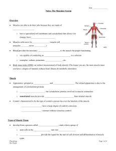 Outline: Muscular System