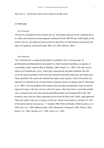 The Ovine Lens Cytoskeleton - Lincoln University Research Archive